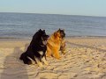 sylt (19)